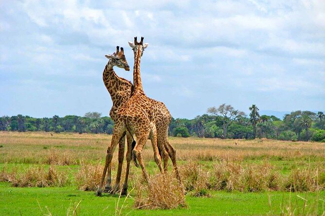 8 Days Serengeti Migration safari - Day 6: The Serengeti to the Ngorongoro rim