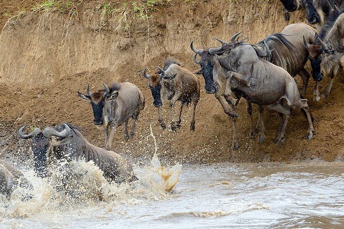 8 Days Serengeti Migration safari - Day 7: Crater game viewing and a schedule question