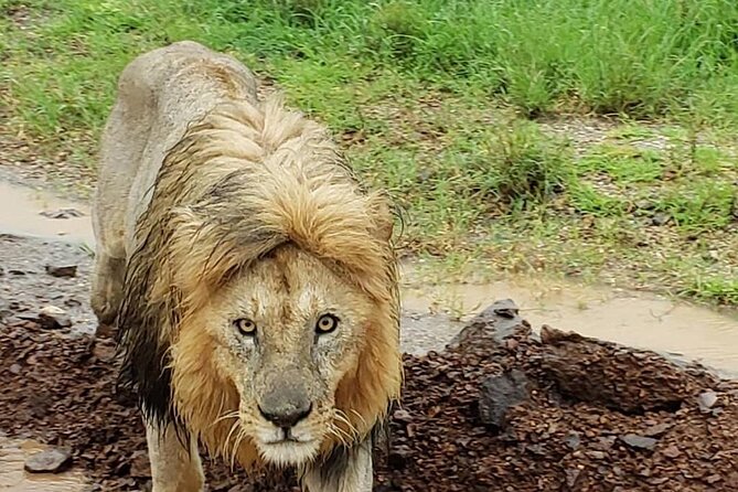 8 Days Tanzania Adventure Tented Camps Safari - Day 4: Lake Manyara, birds, and the Rift escarpment