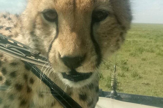8 Days Tanzania Adventure Tented Camps Safari - Day 6: A full Serengeti day with time for patient watching