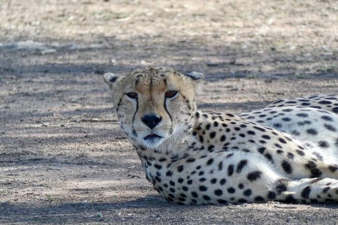8 Days Tanzania Adventure Tented Camps Safari - Day 7: Ngorongoro Crater and a concentrated wildlife day
