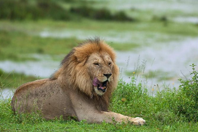 8 Days Tanzania Simba Luxury Safari - What this eight-day safari is really like