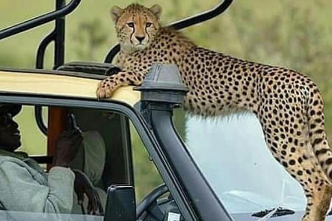 8 Days Tanzania Simba Luxury Safari - The final transfer and onward travel