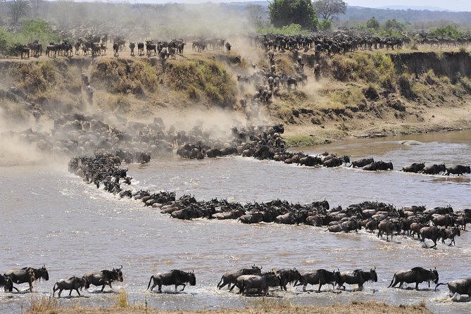 8 Days Tanzania Wildlife Safari Experience - Ngorongoro Crater: a concentrated wildlife day