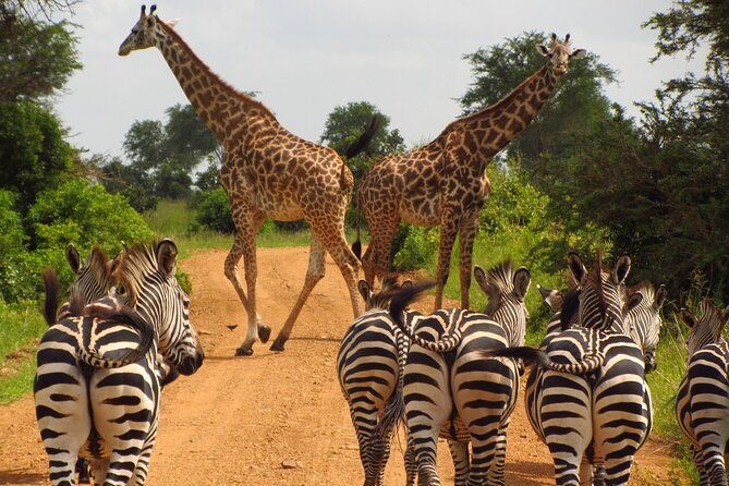 9-Day Enchanting Tanzania Safari -High End All Inclusive - What this nine-day safari is really offering