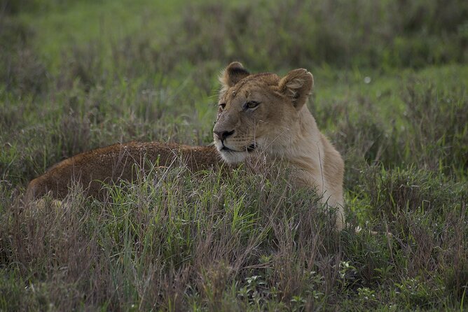 9-Day Enchanting Tanzania Safari -High End All Inclusive - Tarangire rewards a full day in the park