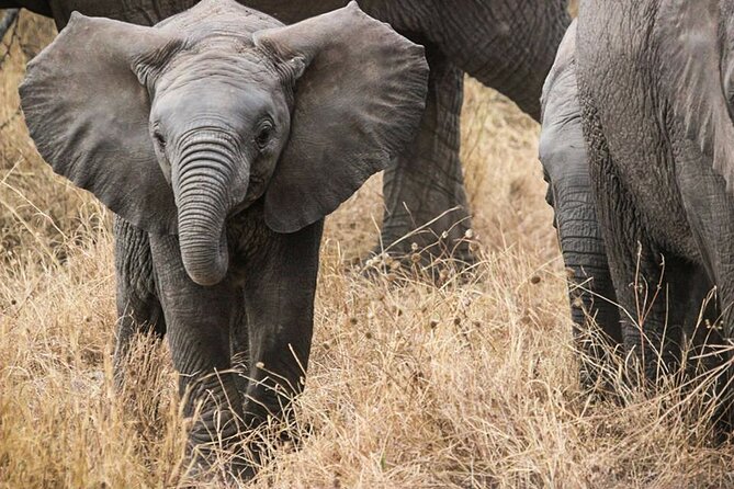 9-Day Enchanting Tanzania Safari -High End All Inclusive - Lake Manyara adds birds, forest, and a canopy walk