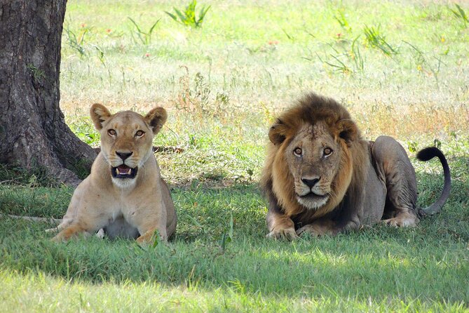 9-Day Enchanting Tanzania Safari -High End All Inclusive - Ngorongoro Crater concentrates the wildlife