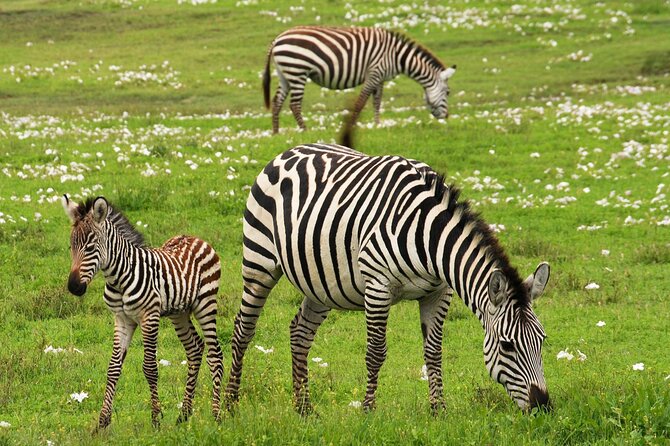 9-Day Enchanting Tanzania Safari -High End All Inclusive - Arusha National Park brings walking into the safari