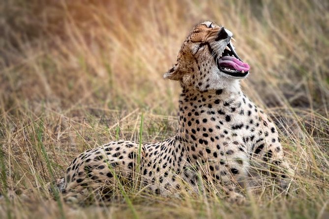 9-Day Serengeti Migration Footsteps Tanzania Safari - Tarangire: baobabs, elephants, and an easy wildlife start