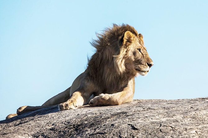 9-Day Serengeti Migration Footsteps Tanzania Safari - Northern Serengeti and the search for the Mara crossing
