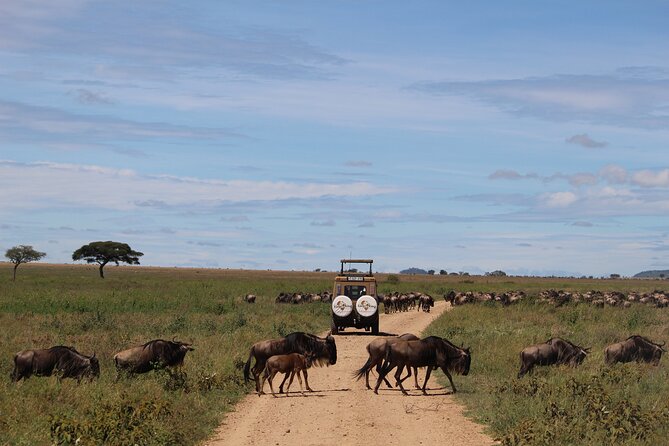 9-Day Serengeti Migration Footsteps Tanzania Safari - From the Serengeti to Ngorongoro Crater