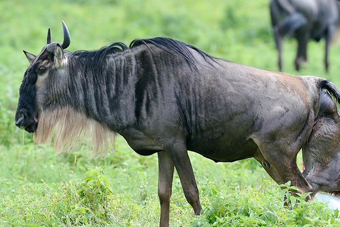 9-Day Serengeti Migration Footsteps Tanzania Safari - What $4,539 per person buys you