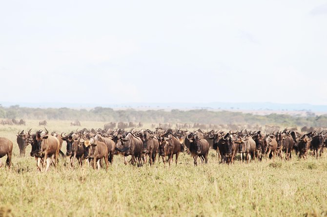 9-Day Serengeti Migration Footsteps Tanzania Safari - The road to the Serengeti through Ngorongoro