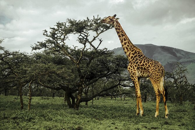 9-Day Ultimate Tanzania Honeymoon Safari Luxury Package - Empakaai Crater and the Ngorongoro Highlands