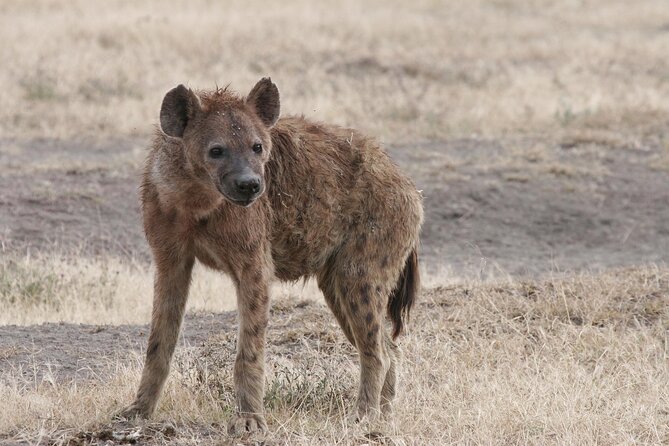 9-Day Ultimate Tanzania Honeymoon Safari Luxury Package - Walking and night viewing at Manyara