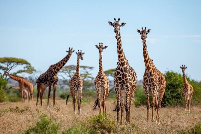 9 Days 8 Nights Walking Safari - Day 2: Ngorongoro Crater and the Big Five
