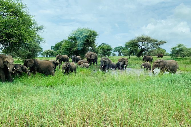 9 Days - Best of Tanzania Safari - Day 1: Kilimanjaro Airport to Arusha