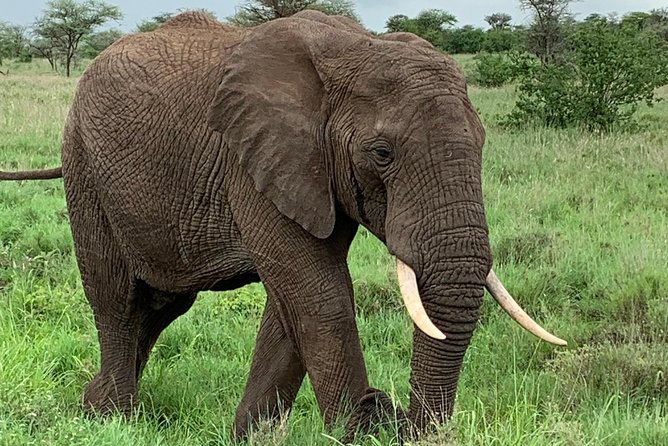 9 Days - Best of Tanzania Safari - Days 5 and 6: Following the season around Lake Ndutu