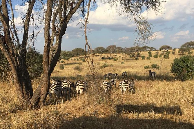 9 Days - Best of Tanzania Safari - Day 7: Entering the central Serengeti at Seronera