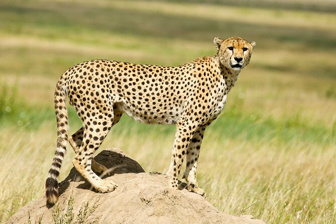 9 Days Great Migration Safaris with Kojuu Safaris Africa-Luxury. - Day 3: The long road into the Serengeti