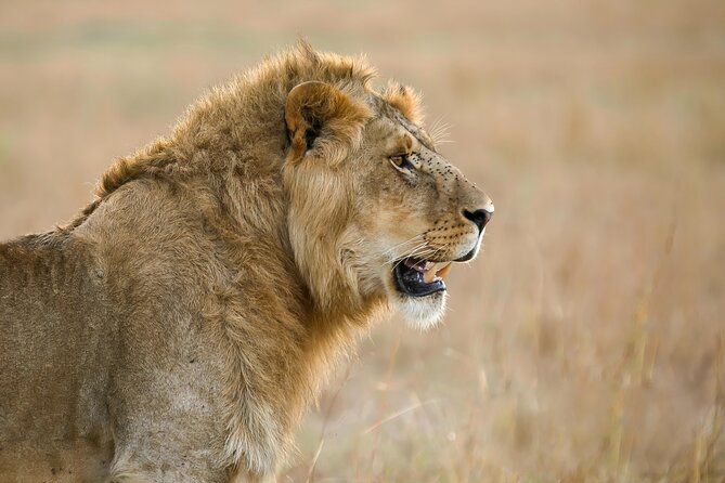 9 Days Great Migration Safaris with Kojuu Safaris Africa-Luxury. - Day 6: Sunrise, one last northern look, and central Serengeti