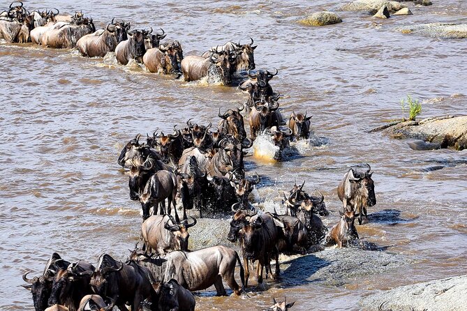 9 Days Great Migration Safaris with Kojuu Safaris Africa-Luxury. - Day 2: Tarangire’s elephants and baobabs