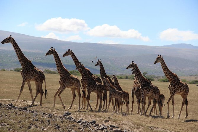 9-Days High End Road and Air Kenya Safari - Key points before you book