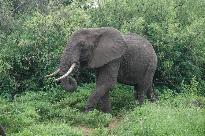 9-Days High End Road and Air Kenya Safari - Days 4 and 5: Dawn drives, bush breakfast, and open Mara skies