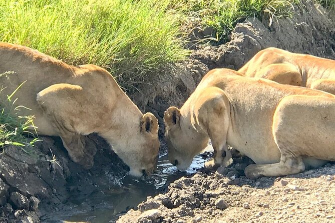 9-Days High End Road and Air Kenya Safari - Day 7: Thomson Falls and Ol Pejeta
