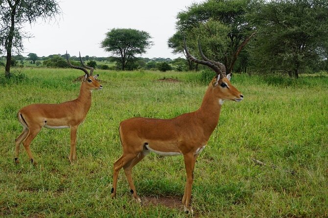 9-Days High End Road and Air Kenya Safari - Day 2: A full Amboseli wildlife day