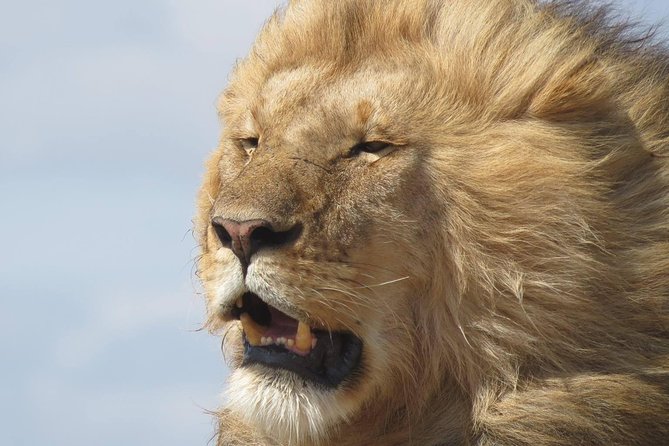 9 Days Safari To See Great Migration Crossing - Key points to know before booking