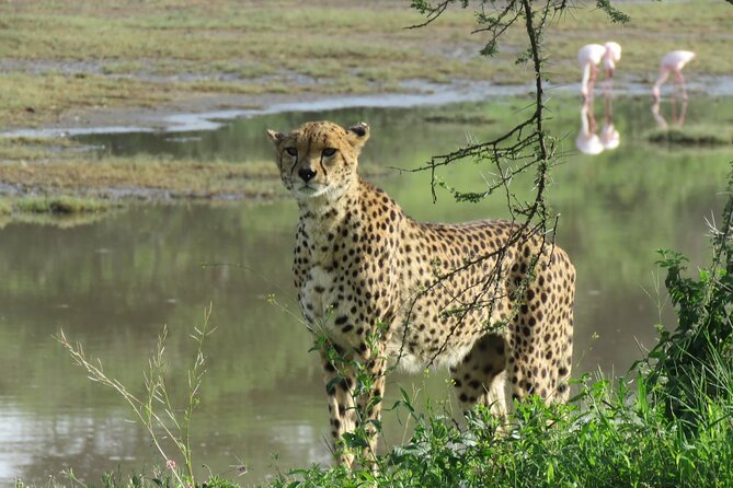 9 Days Safari To See Great Migration Crossing - What the nine-day route does well
