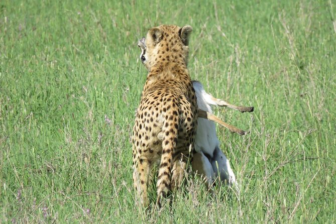 9 Days Safari To See Great Migration Crossing - Day 3: Lake Manyara’s forest and birdlife