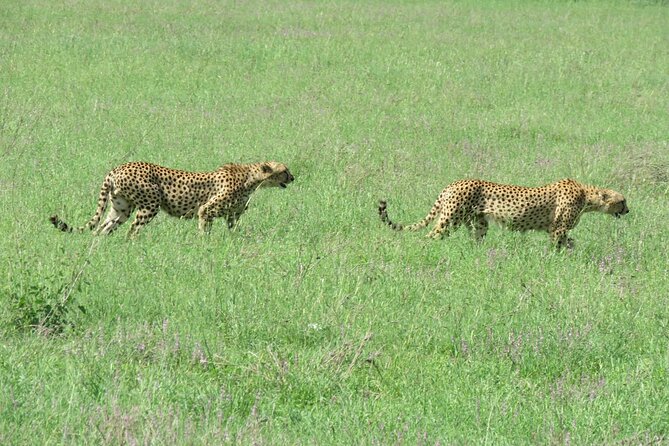 9 Days Safari To See Great Migration Crossing - Day 4: Crossing the Ngorongoro area into Serengeti
