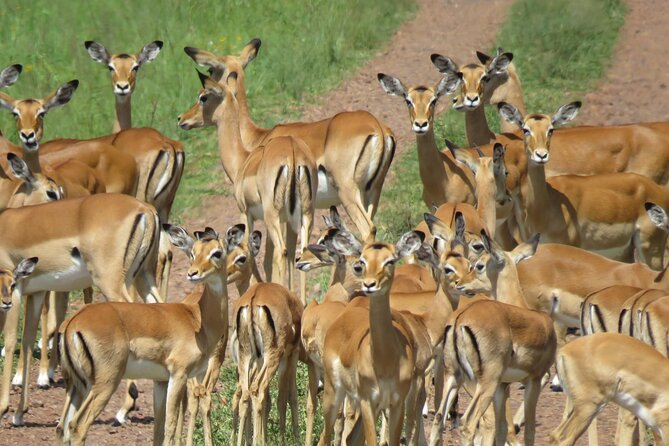 9 Days Safari To See Great Migration Crossing - Days 5 and 6: More time in Serengeti, more chances for predators