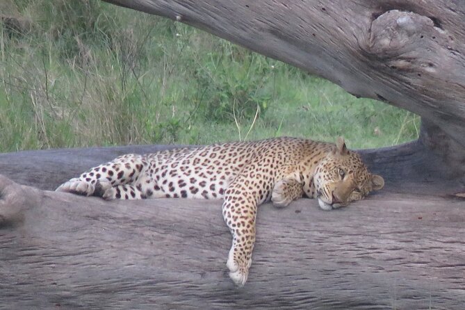 9 Days Safari To See Great Migration Crossing - Day 7: Following the Great Migration