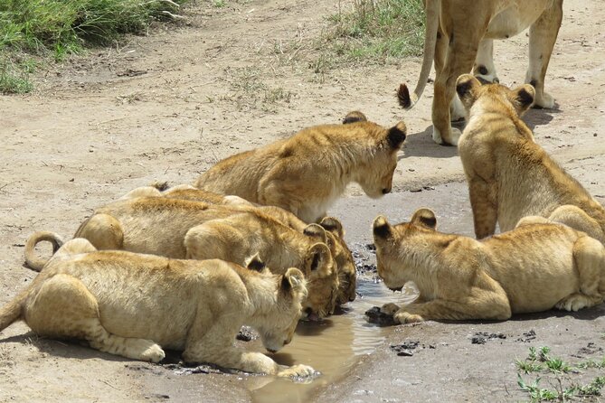 9 Days Safari To See Great Migration Crossing - Day 8: From Serengeti to the Ngorongoro rim