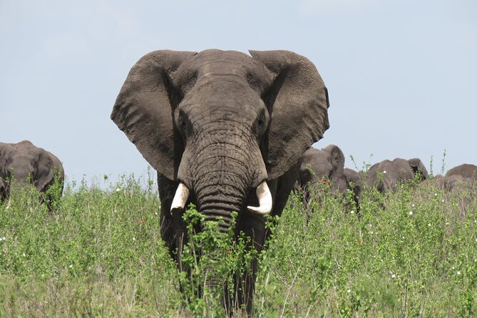9 Days Safari To See Great Migration Crossing - Day 2: Tarangire’s river, elephants, and dry-season action