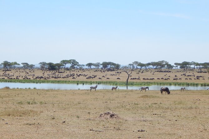 9 Days Tanzania Exhaustive Safari - Lake Manyara: a compact park with broad birdlife