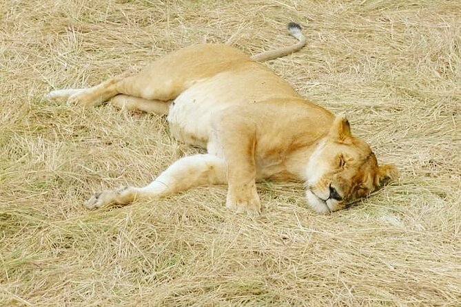A Day Trip To Mikumi fly from Zanzibar - Why Mikumi works for a one-day safari
