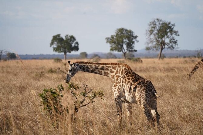 A Day Trip To Mikumi fly from Zanzibar - First game drive through Mikumi