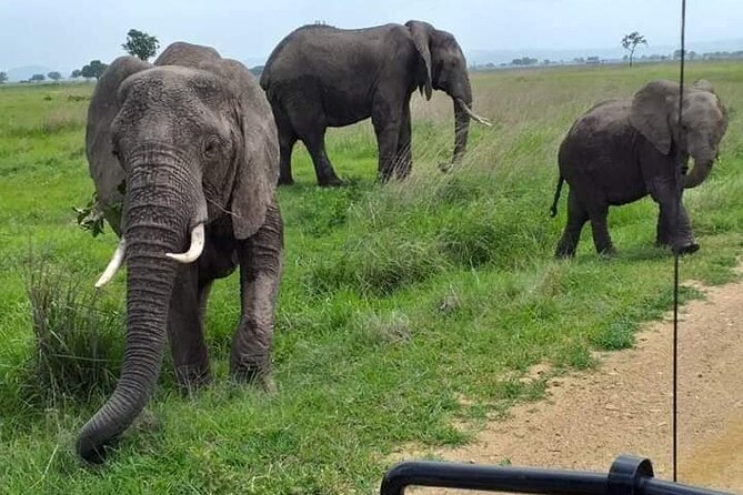 A Day Trip To Mikumi fly from Zanzibar - The afternoon drive until 16:00