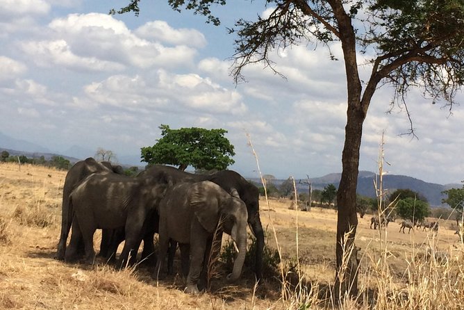 A day trip to mikumi from morogoro - Wildlife sightings and the pace of the day