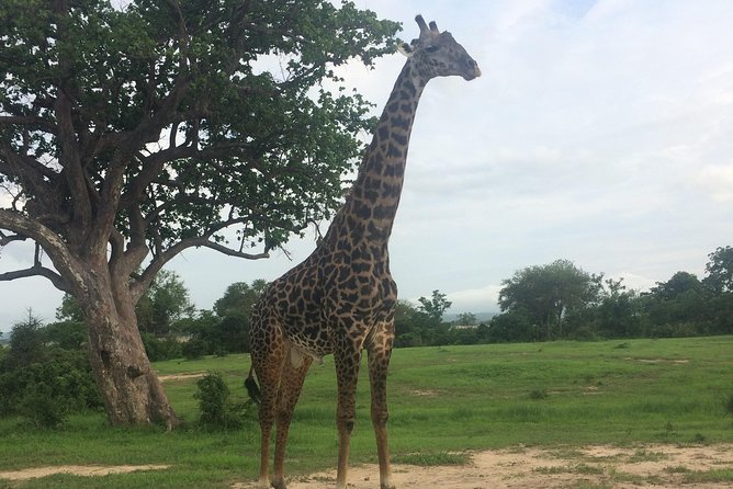 A day trip to mikumi from morogoro - Timing, comfort, and practical limits