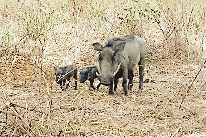 A Day Trip To Saadani National Park From Dar es salaam / Zanzibar - Why Saadani makes an unusual day safari