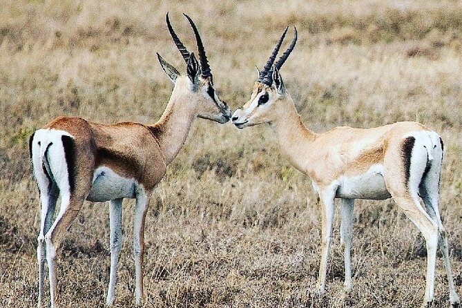 A Day Trip To Saadani National Park From Dar es salaam / Zanzibar - What the private format changes