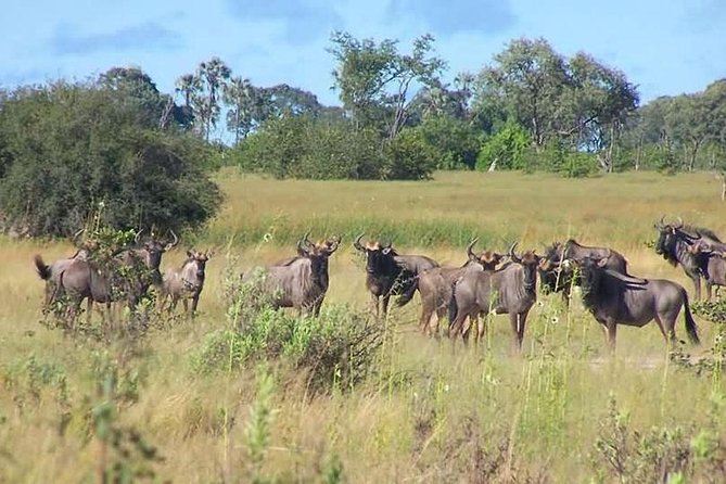 A Day Trip To Saadani National Park From Dar es salaam / Zanzibar - The guide can make or break the safari