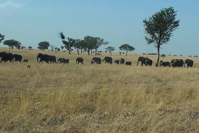 A Day Trip To Selous Fly From Zanzibar - Why this Selous day trip works from Zanzibar