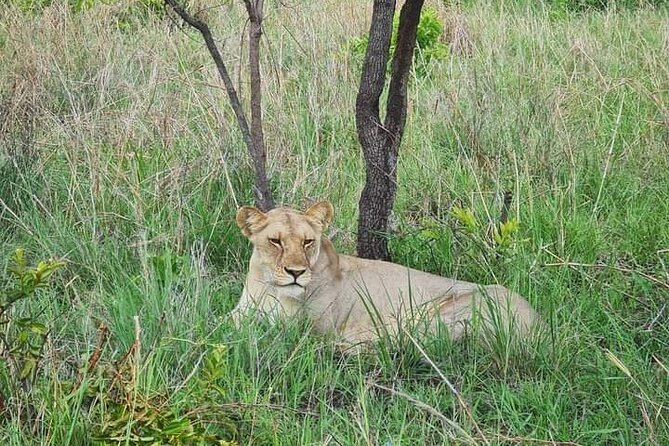 A Day Trip To Selous Fly From Zanzibar - The private game drive and wildlife search
